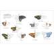 Julia-Rothman'S-Nature-Anatomy-Activity-Book-Book