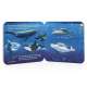 Peek-a-Flap Ocean - Book - Paracay