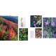 Salmon, Cedar, Rock & Rain: Washington’S Olympic Peninsula - Book - Paracay