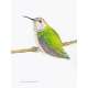 The Backyard Bird Chronicles - Book - Paracay