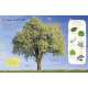 Ultimate-Sticker-Book-Trees-And-Leaves-Book