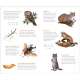 Wild-Wonderful-Tattoo-Woodland-Animals-60-Temporary-Tattoos-That-Teach-Book