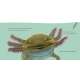 Hello, I'M An Axolotl - Book - Paracay