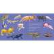 Hello, I'M An Axolotl - Book - Paracay