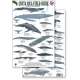 Costa Rica Marine Mammals, Field Guide (Laminated 2-Sided Card)