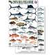 Costa Rica Sport Fish Field Guide (Laminated 2-Sided Card)