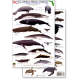 Florida Marine Mammals & Sea Turtles (Laminated 2-Sided Card)