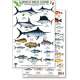 Mexico Field Guide:  Baja, Sea of Cortez Sport Fish (Laminated 2-Sided Card)